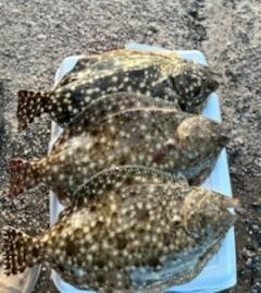 Flounder Fishing in Melbourne Beach, Florida
