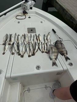 Fishing in Gulf Shores, Alabama