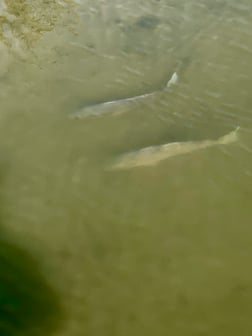 Fishing in Aransas Pass, Texas