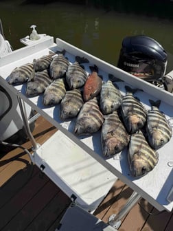 Fishing in Sarasota, Florida