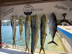 Fishing in Jupiter, Florida