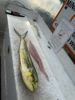Fishing in Ruskin, Florida