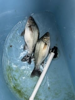 Fishing in Denver, North Carolina