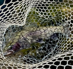 Fishing in Hume, California