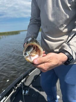 Fishing in Okeechobee, Florida