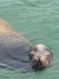 Fishing in Ventura, California