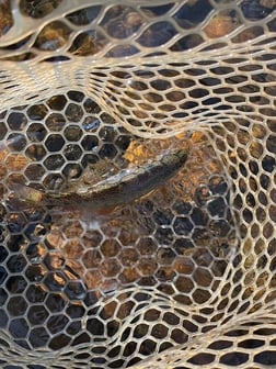 Fishing in Broken Bow, Oklahoma