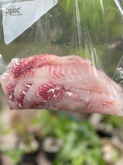 Fishing in Sarasota, Florida