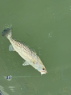 Fishing in Aransas Pass, Texas