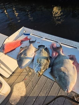 Fishing in Clearwater, Florida