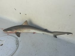 Fishing in D'Iberville, Mississippi