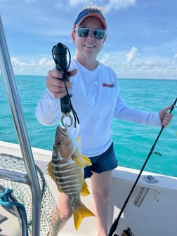 Mangrove Snapper, Yellowtail Snapper Fishing in Key Largo, Florida