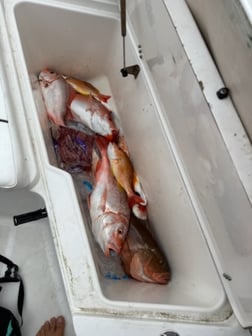 Fishing in Cape Coral, Florida