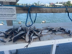 Fishing in Orange Beach, Alabama