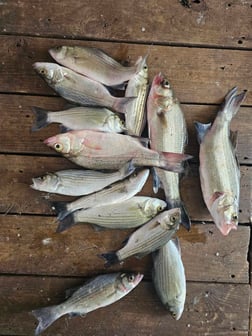 Fishing in Kingston, Oklahoma
