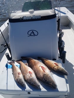 Fishing in Lafitte, Louisiana