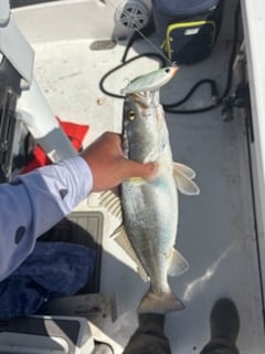 Fishing in Lake Charles, Louisiana