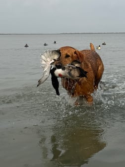 Hunting in South Padre Island, Texas