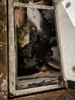 Fishing in Lafitte, Louisiana