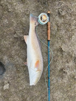 Fishing in South Padre Island, Texas