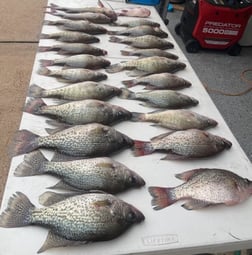 Fishing in Willis, Texas