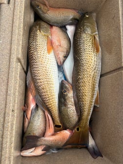 Fishing in Pensacola, Florida