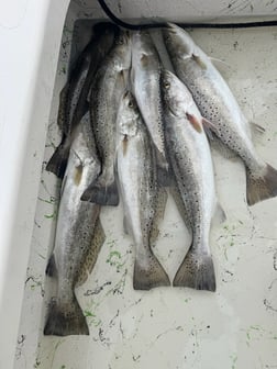 Fishing in Port O'Connor, Texas