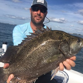 Tripletail Fishing in Bradenton, Florida
