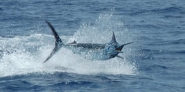 Day or Night Swordfish Trip