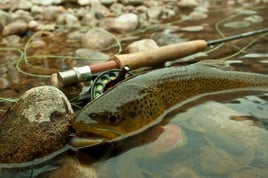 Browns and Rainbows Walk-n-Wade