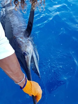 MoonWalker - Full Day Offshore