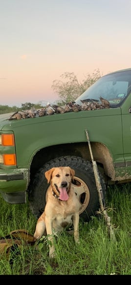 Chasing Pins on the Coastal Bend