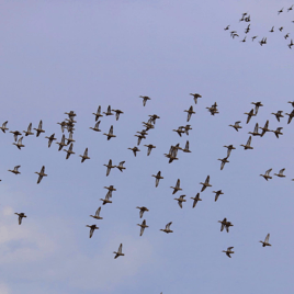 Coastal Bend Teal Assault