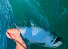 Boca Grande Tarpon Hunt