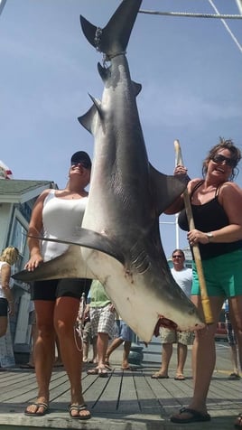 Destin Shark Action