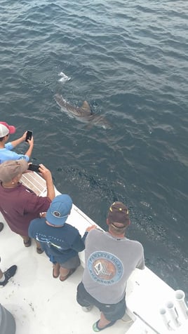 Destin Shark Action