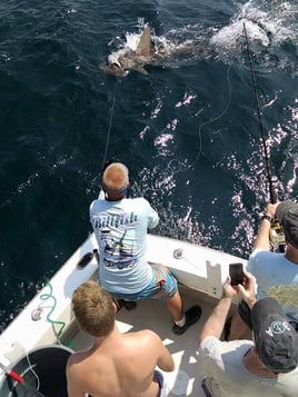 Destin Shark Action