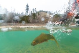 St. Joe River Cutthroat Trip