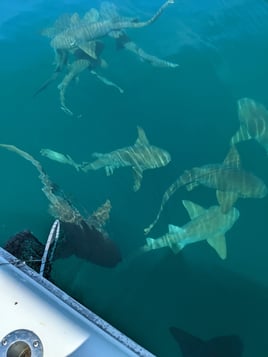 Key West Wreck Fishing