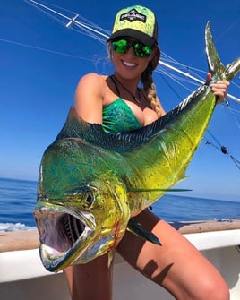 Mahi Mahi Fishing in Sealevel, North Carolina