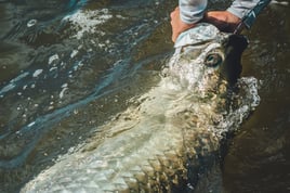 Bokeelia Tarpon Action