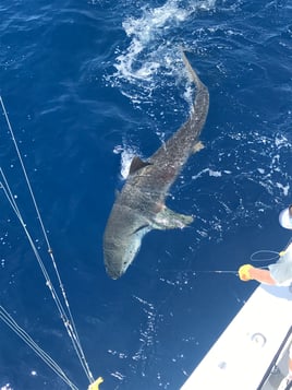 Big Game Shark Fishing