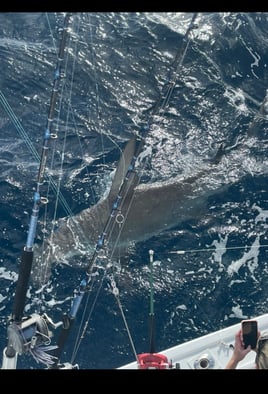 Big Game Shark Fishing