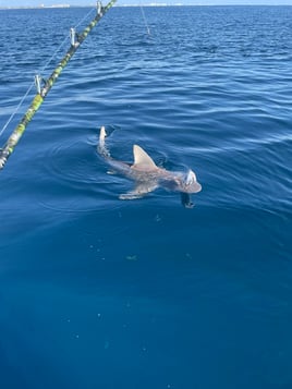 Big Game Shark Fishing