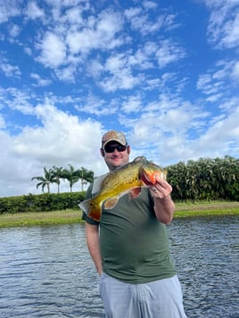 Palm Beach Exotics and Invasives