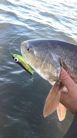 Rockport Tx Half Day Wade Fishing W/ Artificial
