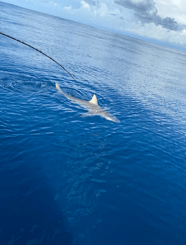 Shark Fishing