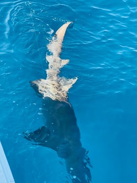 Shark Fishing Islamorada
