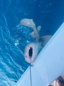 Shark Fishing Islamorada