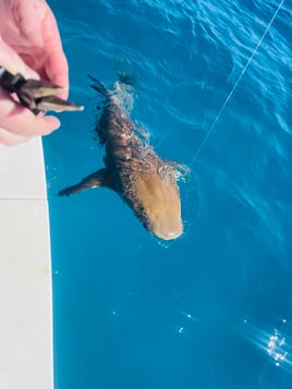 Shark Fishing Islamorada